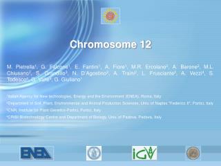 Chromosome 12