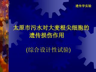 太原市污水 对大麦根尖细胞的 遗传损伤作用 (综合设计性试验 )