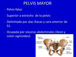 PELVIS MAYOR
