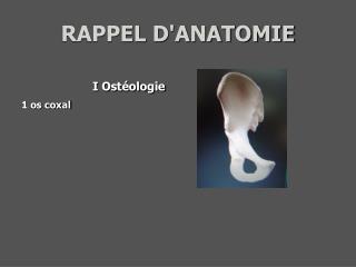 RAPPEL D'ANATOMIE