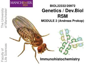 Immunohistochemistry