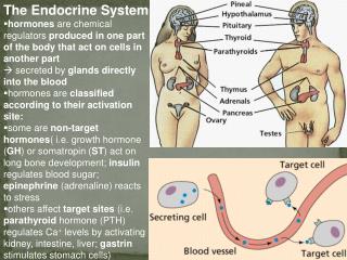 The Endocrine System