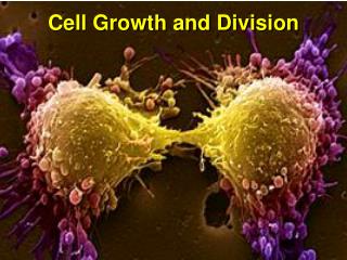 Cell Growth and Division