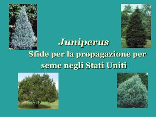 Juniperus Sfide per la propagazione per seme negli Stati Uniti