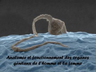 Anatomie et fonctionnement des organes génitaux de l’homme et la femme