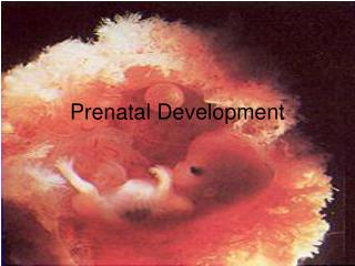 Prenatal Development