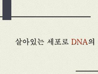 살아있는 세포로 DNA 의 도입