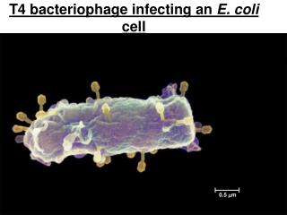 T4 bacteriophage infecting an E. coli cell