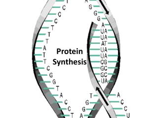 Protein Synthesis