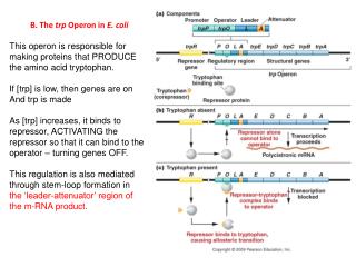 B. The trp Operon in E. coli