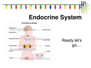 Endocrine System