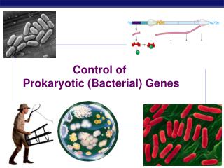 Control of Prokaryotic (Bacterial) Genes