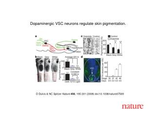 D Dulcis &amp; NC Spitzer Nature 456 , 195-201 (2008) doi:10.1038/nature07569