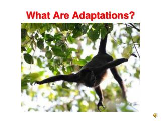 What Are Adaptations?