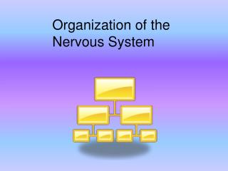 Organization of the Nervous System