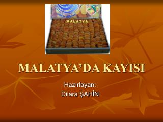 MALATYA’DA KAYISI