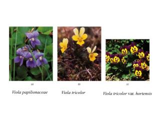 Viola papilionaceae