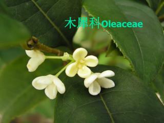 木犀科 Oleaceae