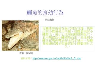 鱷魚的育幼行為