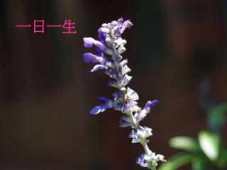 一日一生