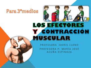 Los efectores y Contracción Muscular