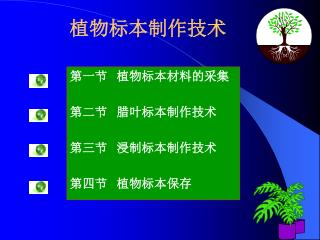 植物标本制作技术