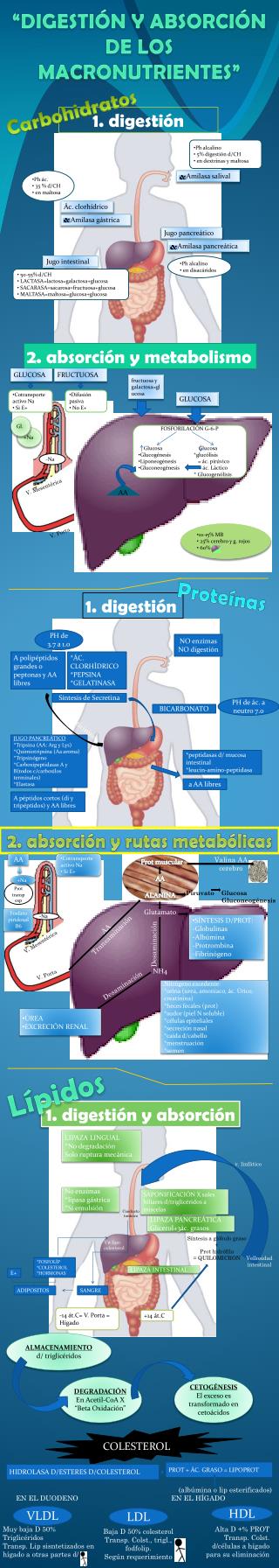 “ DIGESTIÓN Y ABSORCIÓN DE LOS MACRONUTRIENTES ”