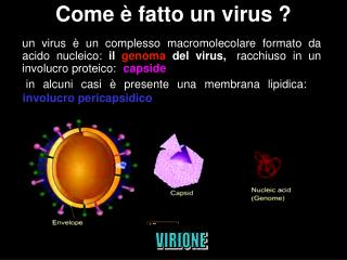 Come è fatto un virus ?