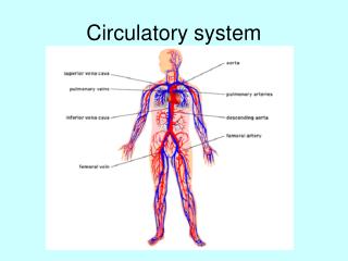 Circulatory system