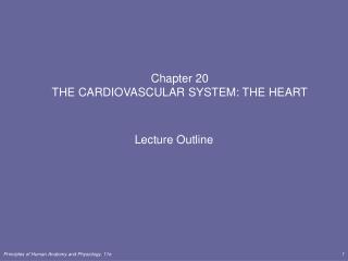 Chapter 20 THE CARDIOVASCULAR SYSTEM: THE HEART