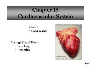 Chapter 15 Cardiovascular System