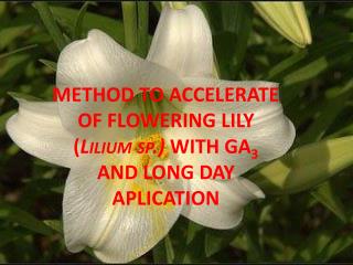 METHOD TO ACCELERATE OF FLOWERING LILY ( Lilium sp.) WITH GA 3 AND LONG DAY APLICATION