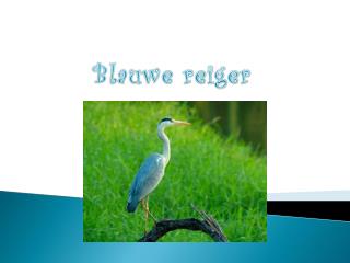 Blauwe reiger