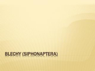 Blechy ( Siphonaptera )