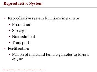 Reproductive System
