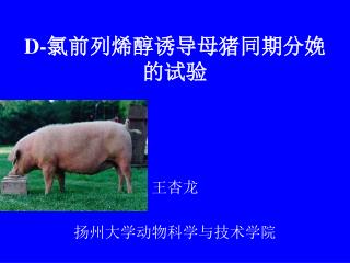 D- 氯前列烯醇诱导母猪同期分娩的试验 王杏龙 扬州大学动物科学与技术学院