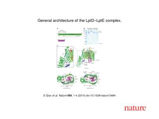 S Qiao et al. Nature 000 , 1 - 4 (201 4 ) doi:10.1038/nature 13484