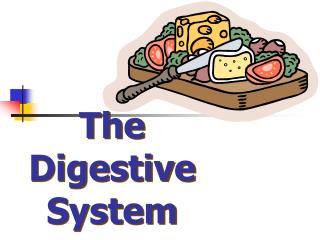 The Digestive System