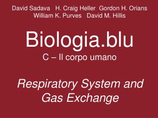 What physical factors govern respiratory gas exchange?