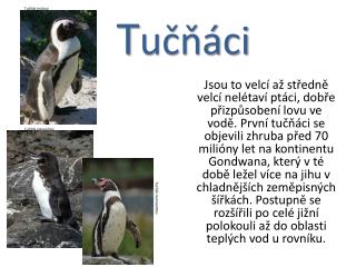 T učňáci