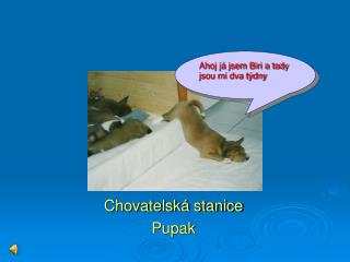 Chovatelská stanice Pupak