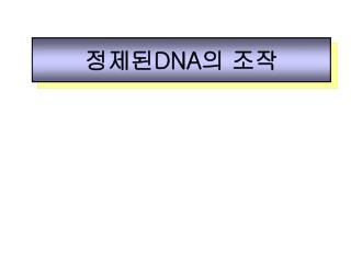 정제된 DNA 의 조작