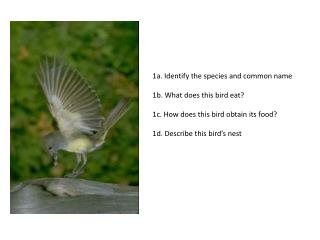 1a. Identify the species and common name 1b. What does this bird eat?