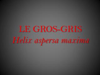 LE GROS-GRIS Helix aspersa maxima