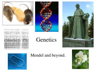 Genetics