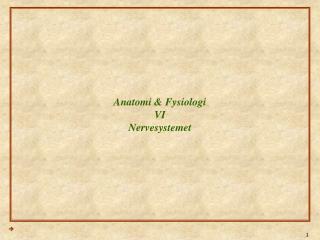 Anatomi &amp; Fysiologi VI Nervesystemet