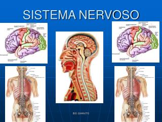 SISTEMA NERVOSO