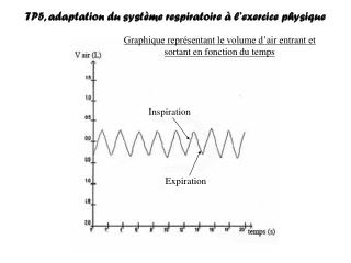 TP5, adaptation du système respiratoire à l’exercice physique