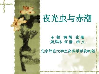 夜光虫与赤潮