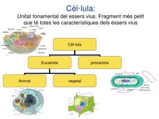 Procariota